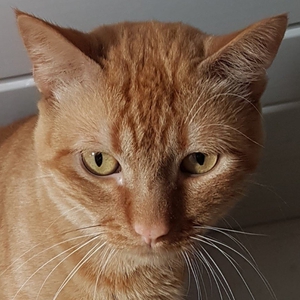 Covi