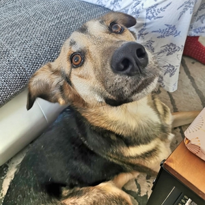 Anzeige Mortis lesen