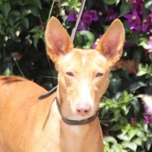 Brunela