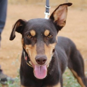 Kona