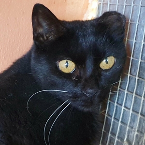 Maggie und Blackie