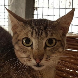 Kiko