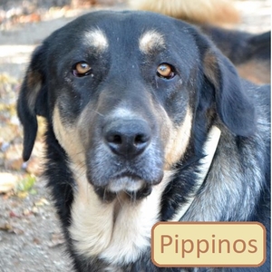 Pippinos