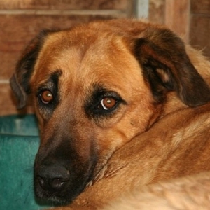 Jera