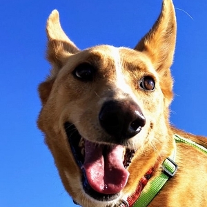 Berni