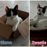 Gizmo-Sweetie