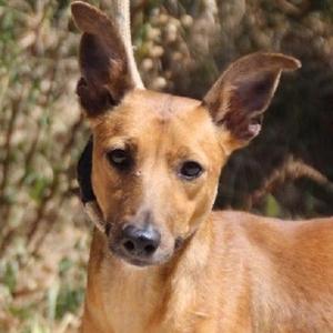 Amy