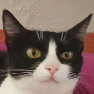 Allegra
