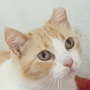 Pilusa