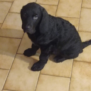 Mogli