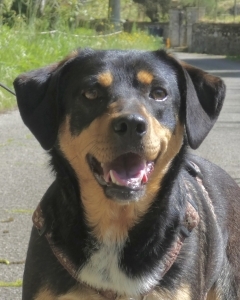 Dora