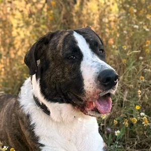 Anzeige Kaponi lesen