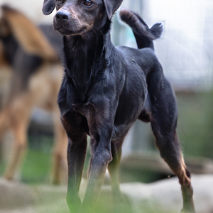Paco