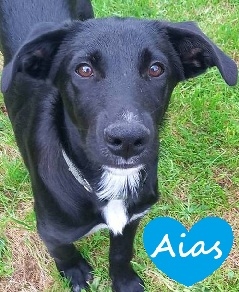 Aias