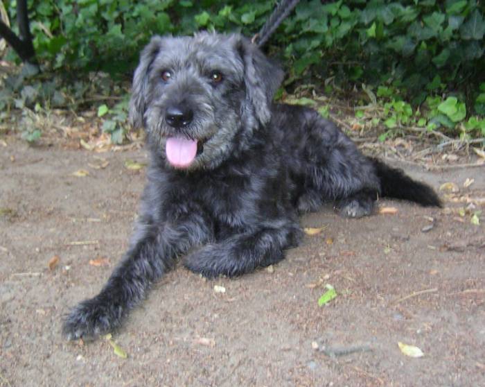 schnauzer terrier mix dog