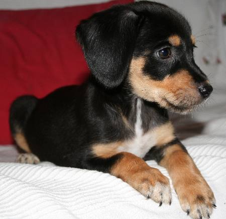 Pinscher-Chihuahua-Mix - Mogli, (Welpe(n)) - Zuhause ...