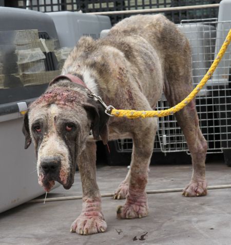 Presa Canario Doggen Mischling Calcetines Tw Rude Zuhause