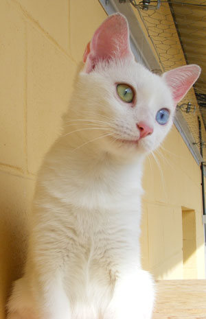 Entzückende Blauweiße Katze Mit Grünen Augen Sitzt Auf Einer