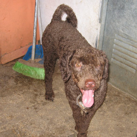 28+ Charakter Spanischer Wasserhund