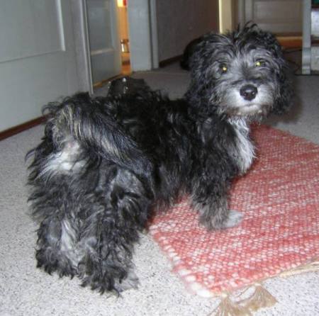 Border Collie Cocker Schnauzer Dackel Mix - Charly, (Rüde) - Zuhause gefunden - Tierschutzverein ...
