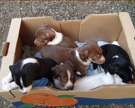 kleiner Münsterländer Spaniel Mischling - Pippi Baby ...