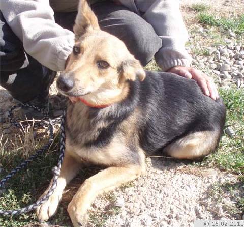 Mini Schaferhund Mix Clara Hundin Zuhause Gefunden Tierhilfe Spanien E V Happy Ends Archiv Von Zergportal De