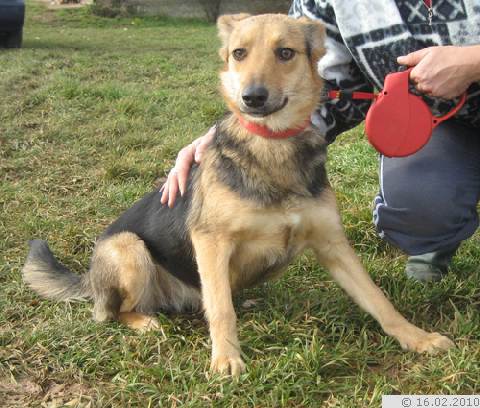 Mini Schaferhund Mix Clara Hundin Zuhause Gefunden Tierhilfe Spanien E V Happy Ends Archiv Von Zergportal De